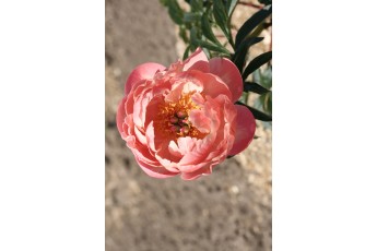 CORAL CHARM